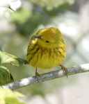 Yellow Warbler 6998